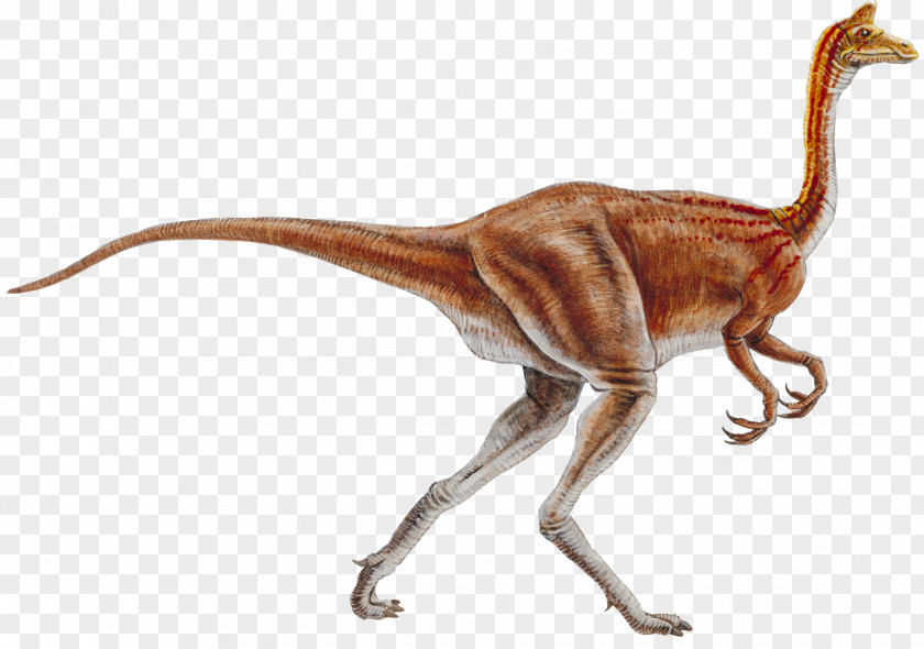 Cretaceous Dinosaur Ornithomimus Ornithomimosauria Nipponosaurus Pelecanimimus Garudimimus PNG
