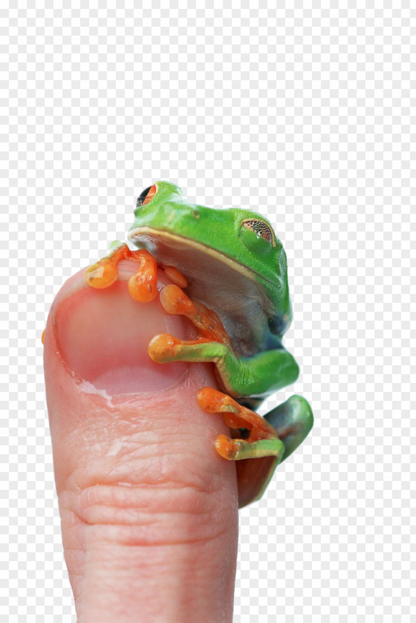 Green Frog Edible Lithobates Clamitans Thumb PNG