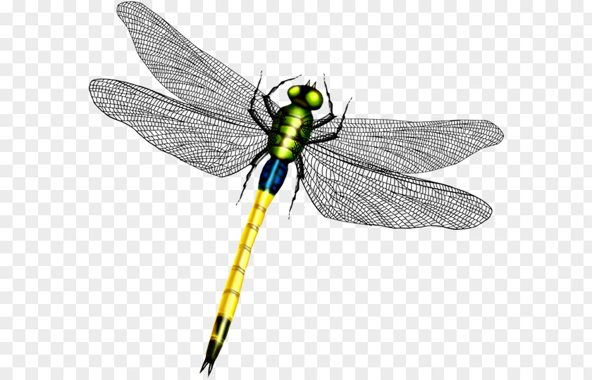 Dragonfly Butterfly Wing PNG