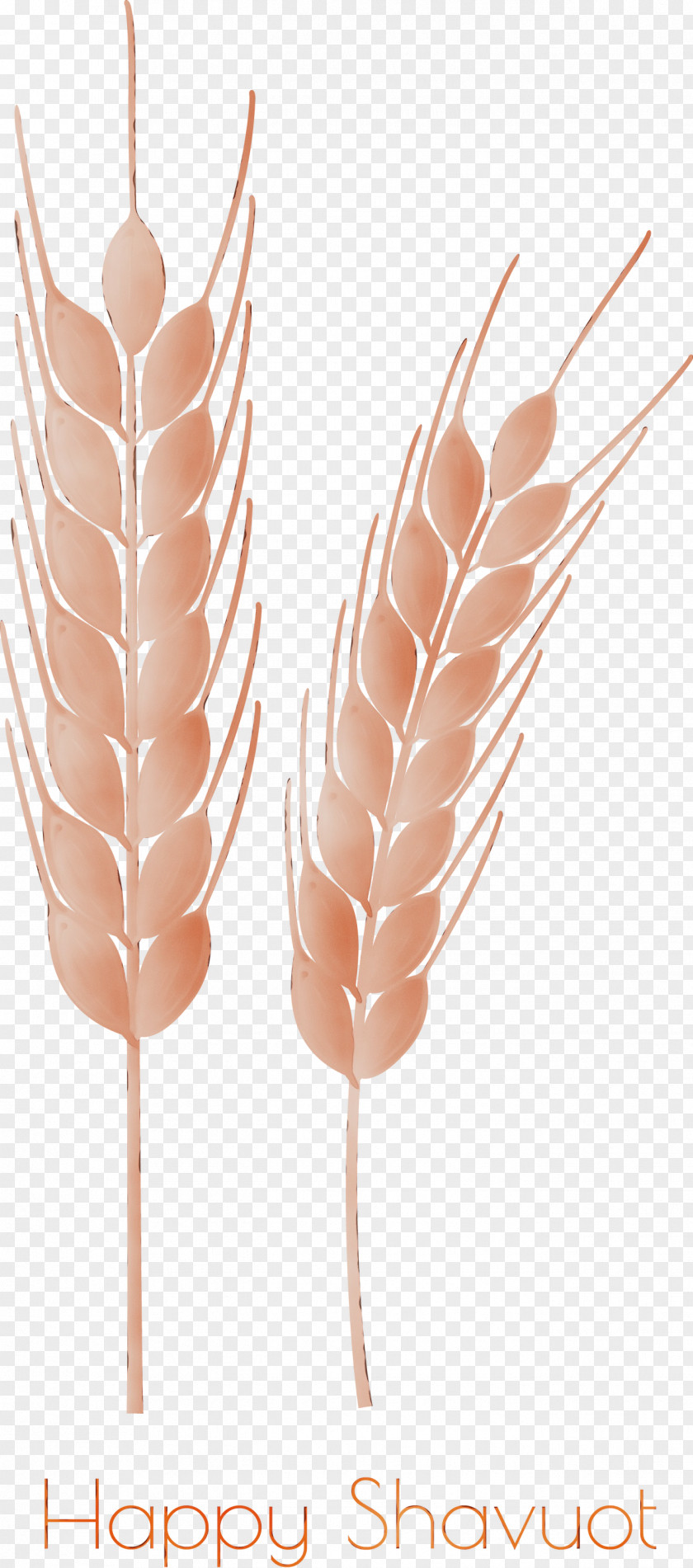 Feather PNG