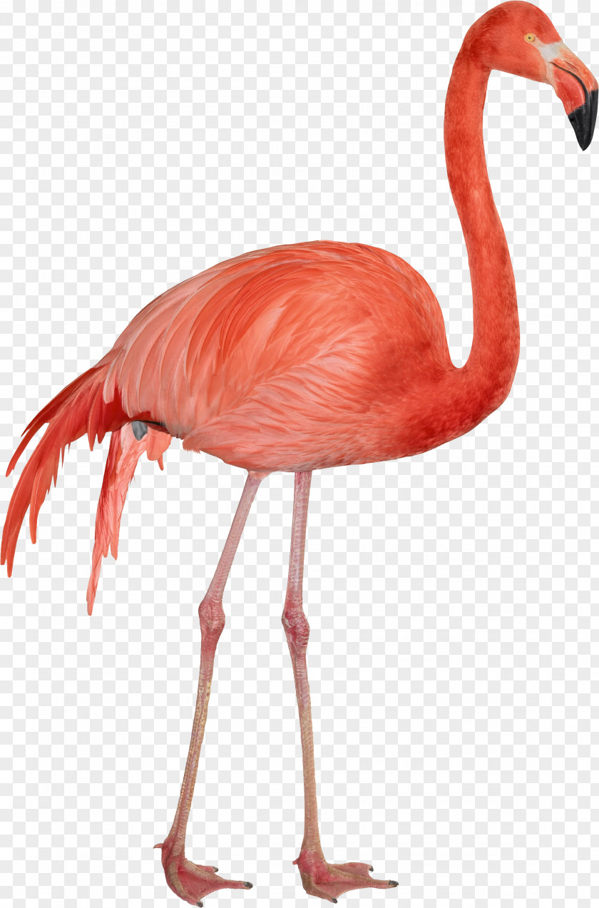 Flamingo Download Computer File PNG