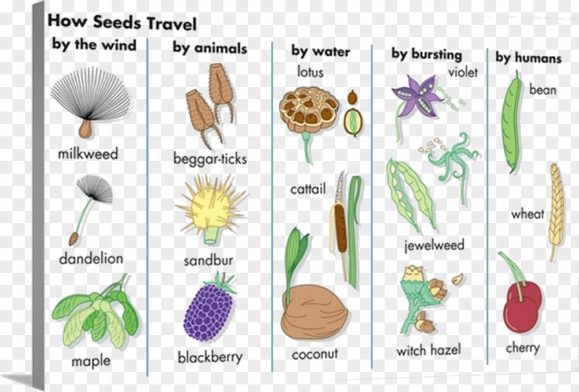 Plant Seed Dispersal Plants Fruit Pollination PNG