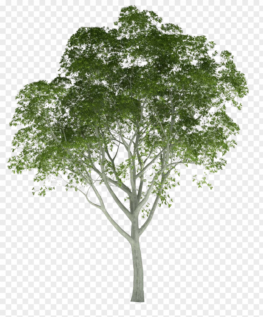 Trees Architectural Rendering Tree Architecture 3D PNG