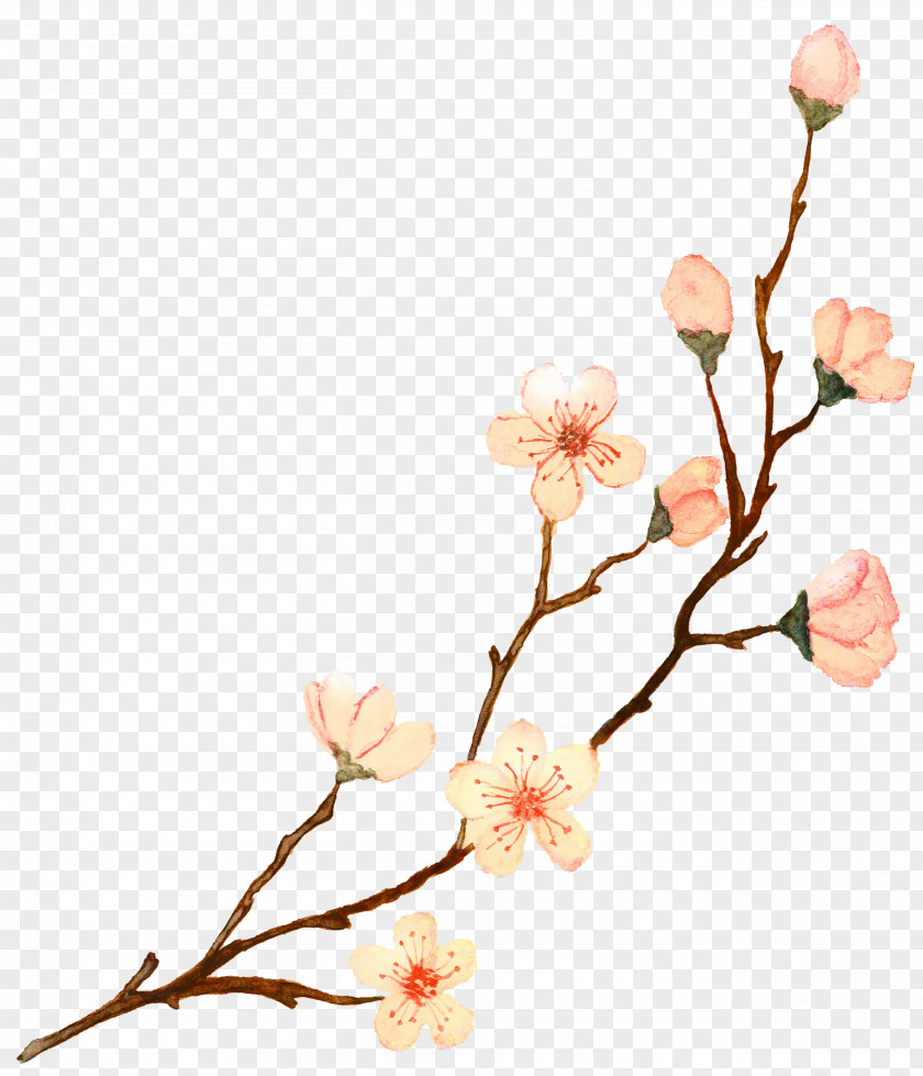 Bud Magnolia Wedding Spring Flowers PNG