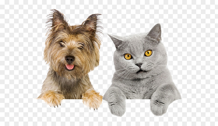Cat Pet Sitting Dog–cat Relationship PNG