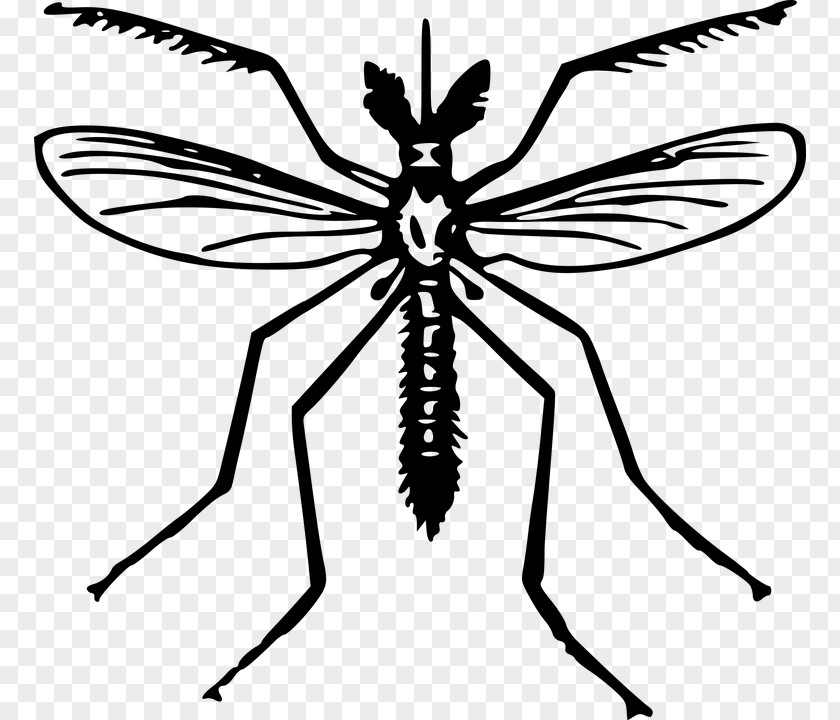 Mosquito Yellow Fever Insect Clip Art PNG