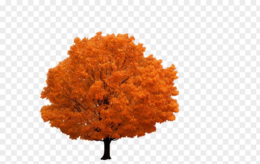 Tree Branch Autumn PNG