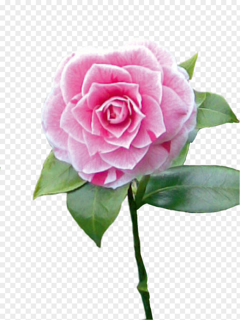 Abano Terme Garden Roses Cabbage Rose Floribunda Japanese Camellia Cut Flowers PNG