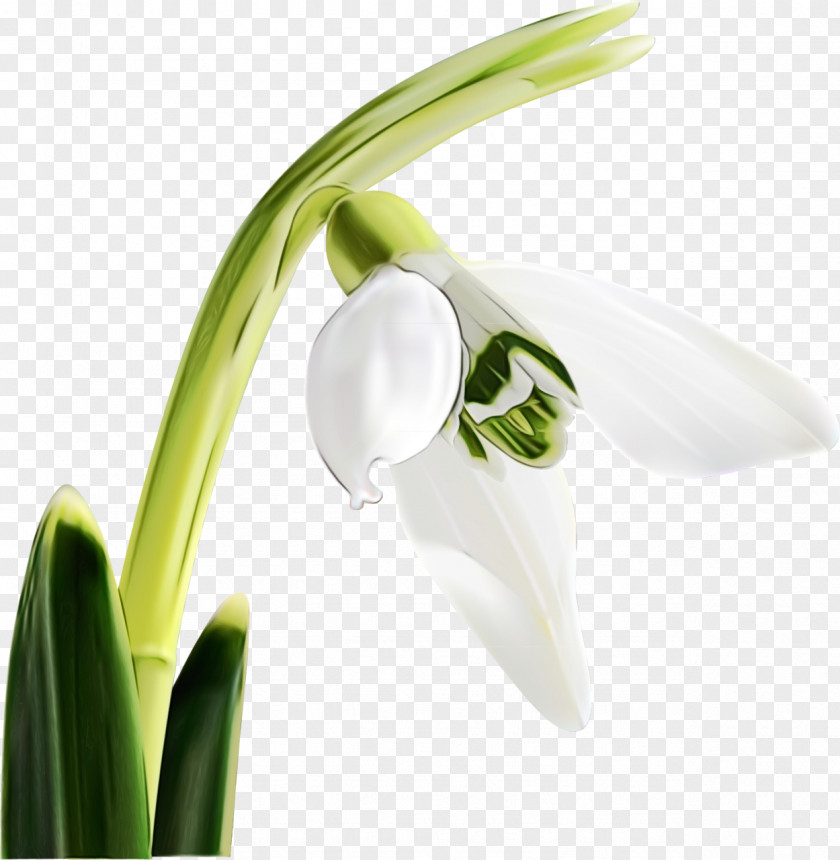 Lily Summer Snowflake Flower Galanthus Flowering Plant Snowdrop PNG