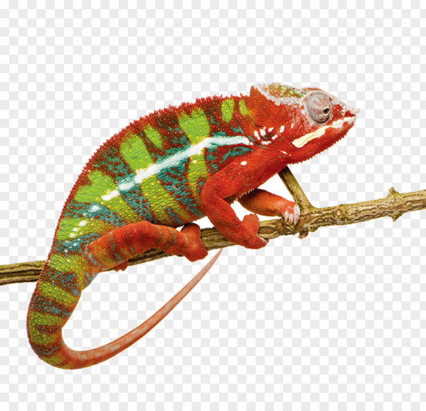 Chameleon Panther Ambilobe Lizard Reptile Stock Photography PNG
