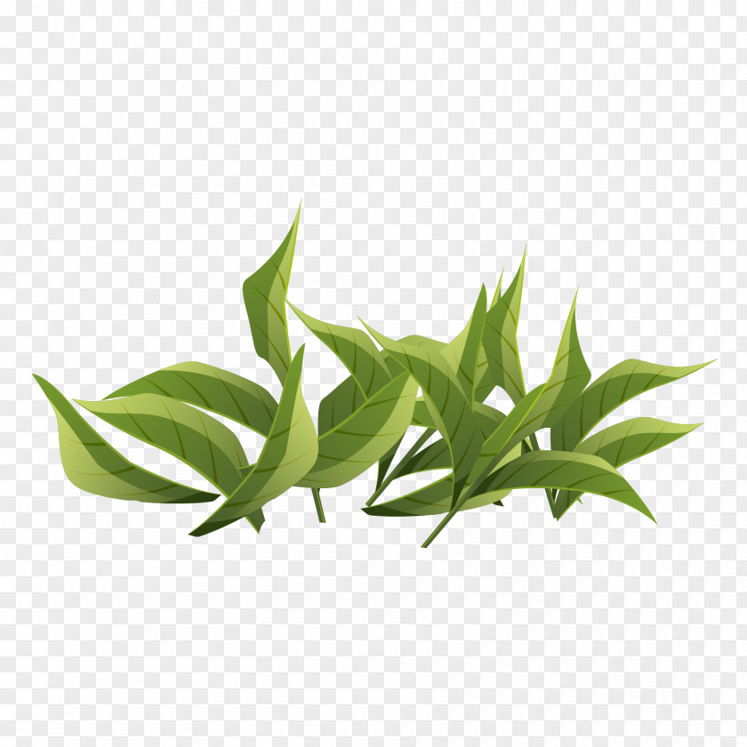 Fresh Green Vector Graphics Adobe Photoshop Image Tea PNG