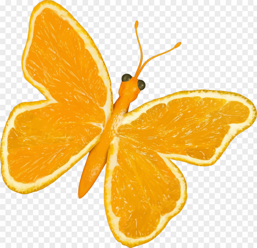 Grapefruit Butterfly Orange Citrus Clip Art PNG