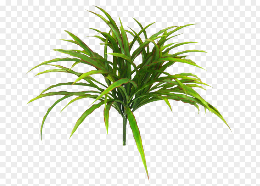 Greenery Arecaceae Grasses Terrestrial Plant Stem Tree PNG