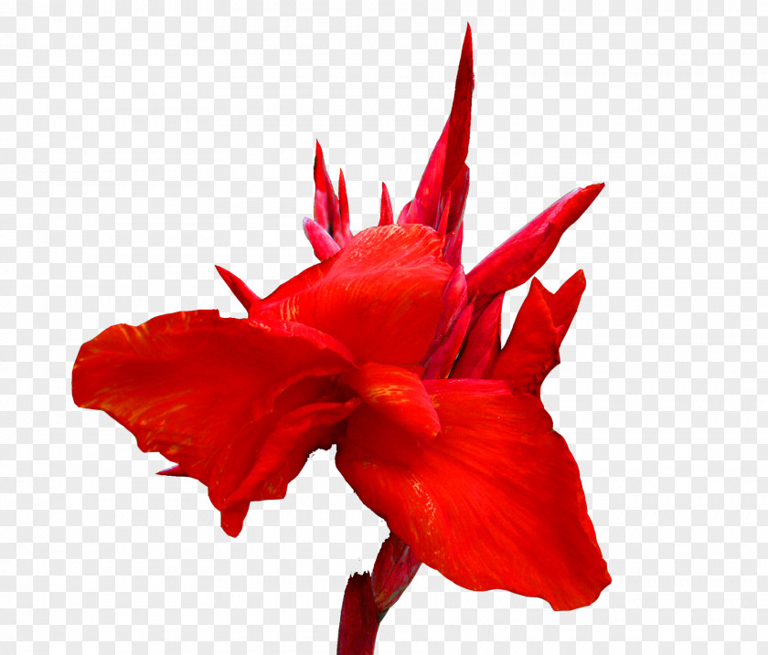 Cannabis Pictures Canna Red Cut Flowers Lilium PNG