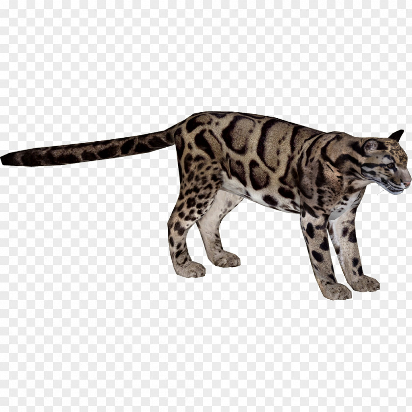Leopard Felidae Indian Formosan Clouded Wildcat Lion PNG