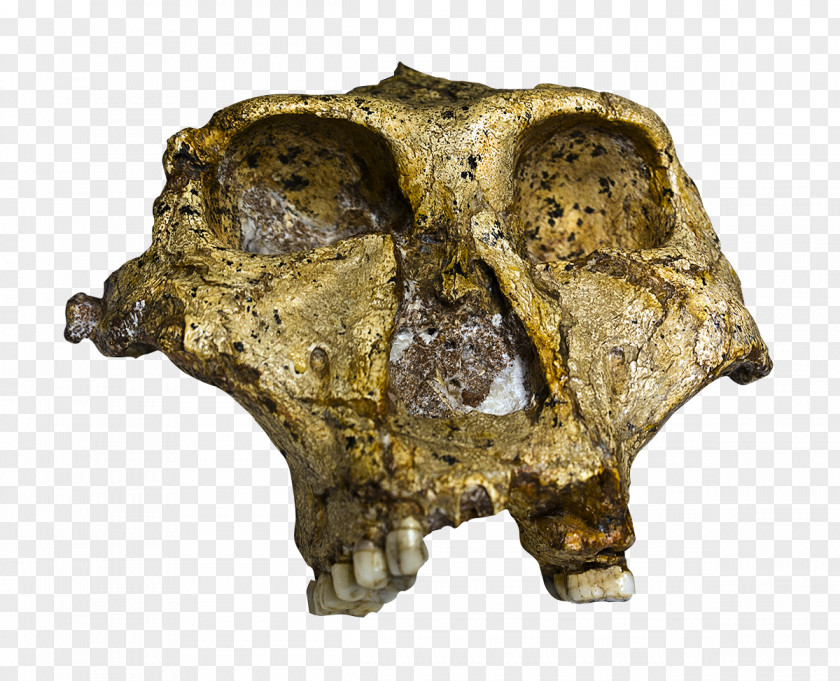 Skull Paranthropus Robustus Swartkrans Quaternary Extinction Event Homo Sapiens PNG