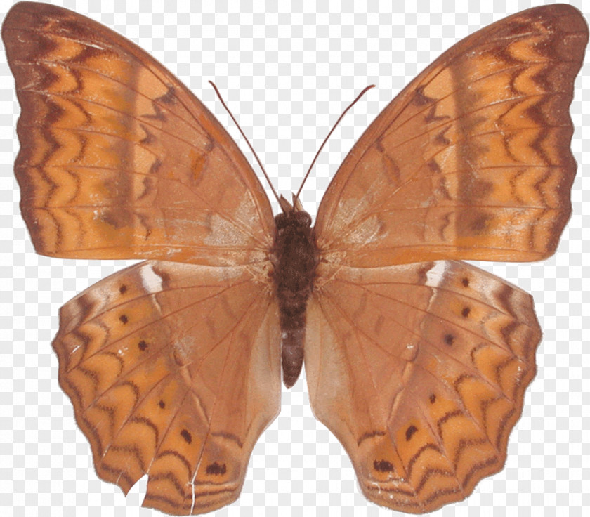Butterfly Gossamer-winged Butterflies Cirrochroa Brush-footed Moth PNG