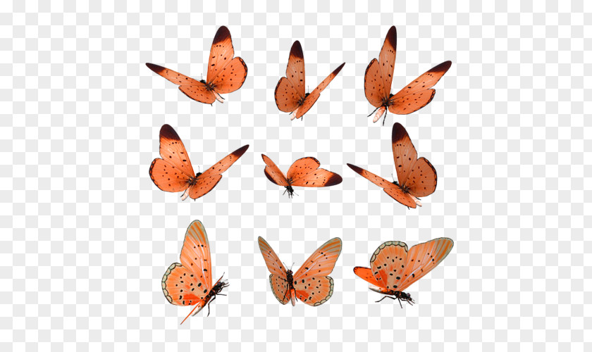 Butterfly Wings PNG