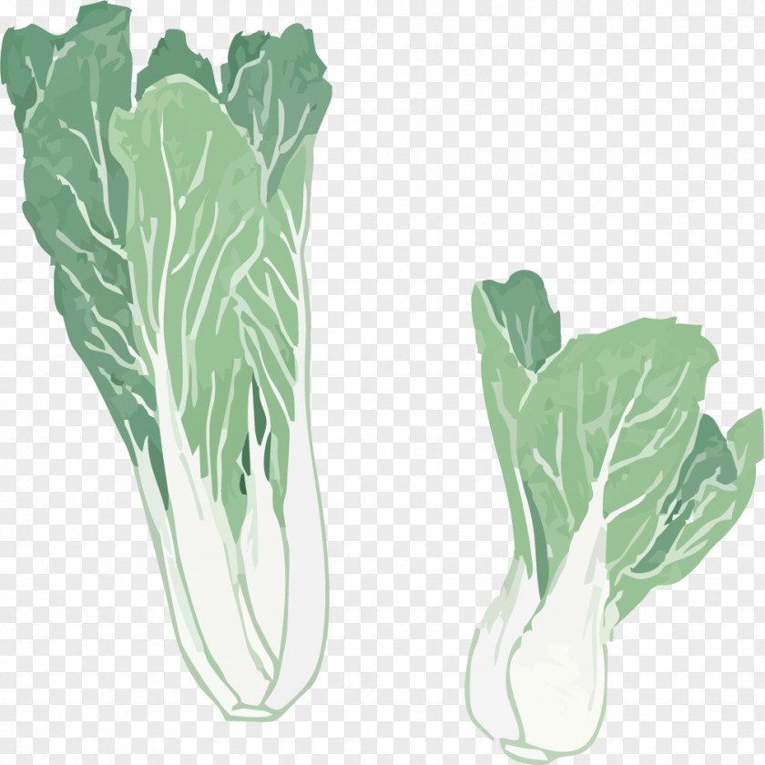 Painted Green Cabbage Chard Spring Greens Chinese PNG
