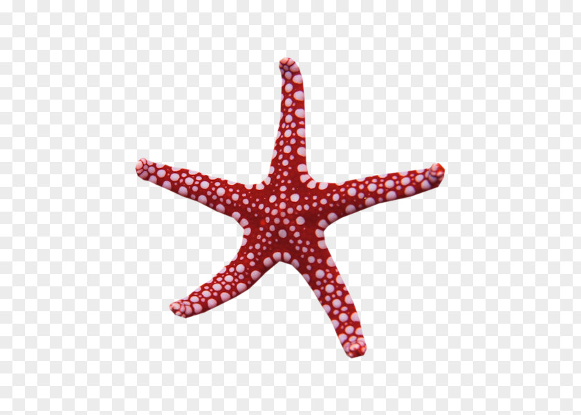 Sunshine Glitter Sea Star Starfish My Name Is Rapunzel Adobe Photoshop Waking Storms PNG