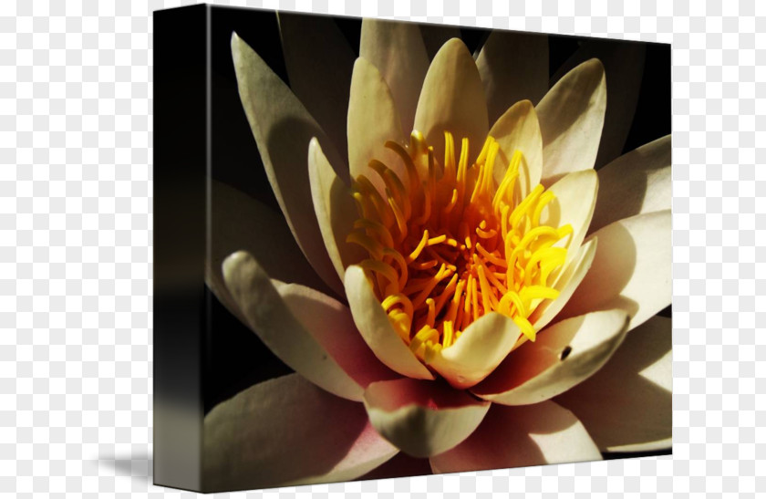 Water Lilies Paper Canvas Print Photographic Printing PNG