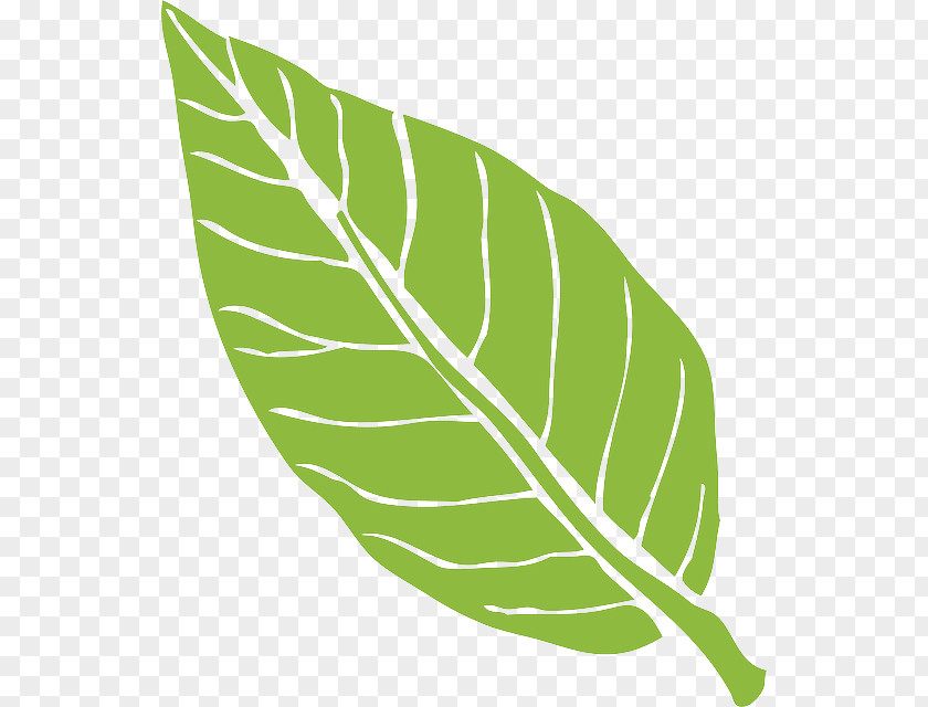 Banana Leaf Feather PNG