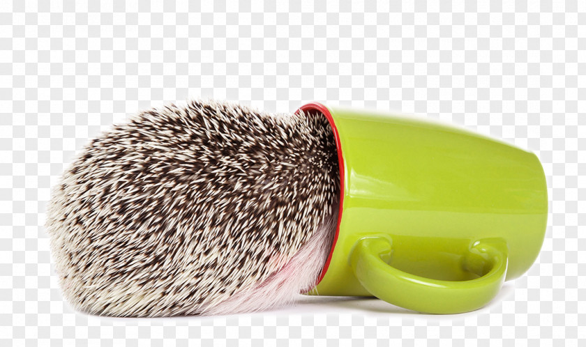 Hedgehog Got Down To The Cup Domesticated Erinaceus Southern African Photography PNG