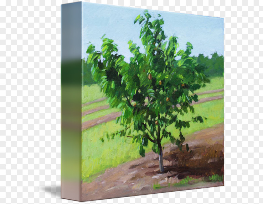 Peach Tree Gallery Wrap Canvas Art Printmaking PNG