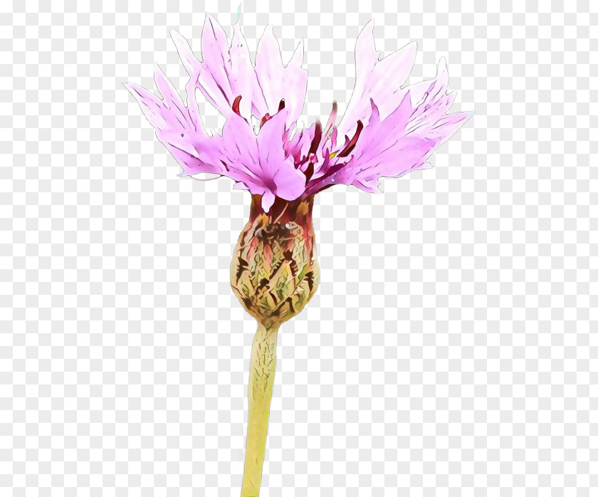 Perennial Plant Wildflower Pink Flower Cartoon PNG