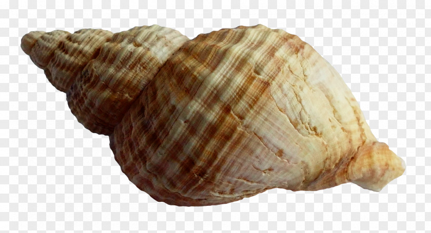 Sea Shell Seashell PNG