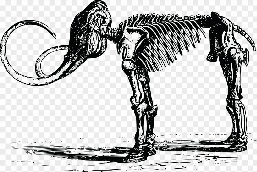 Skeleton Woolly Mammoth Steppe Quaternary Extinction Event Clip Art PNG