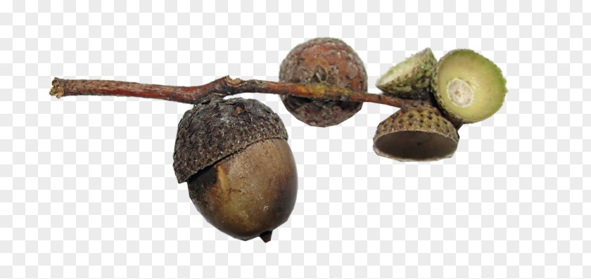 Acorn Walnut Bur Oak English Fruit PNG