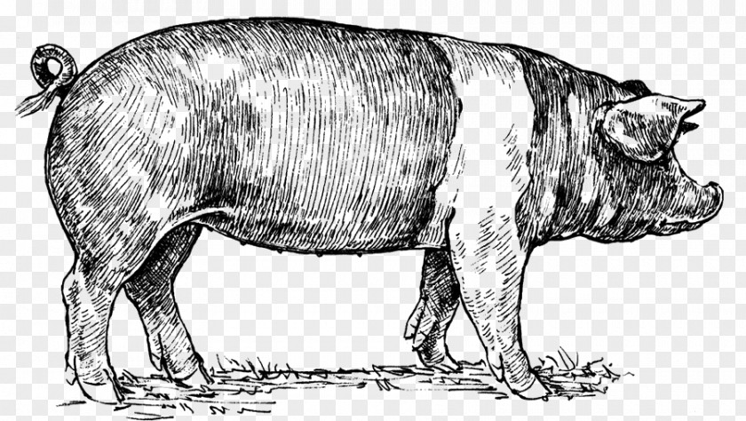 Berkshire Pig Hampshire Drawing PNG