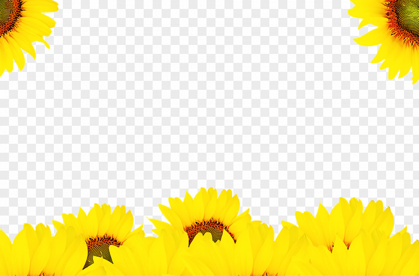 Common Sunflower Sunflowers Seed Concert Watercolor Painting PNG