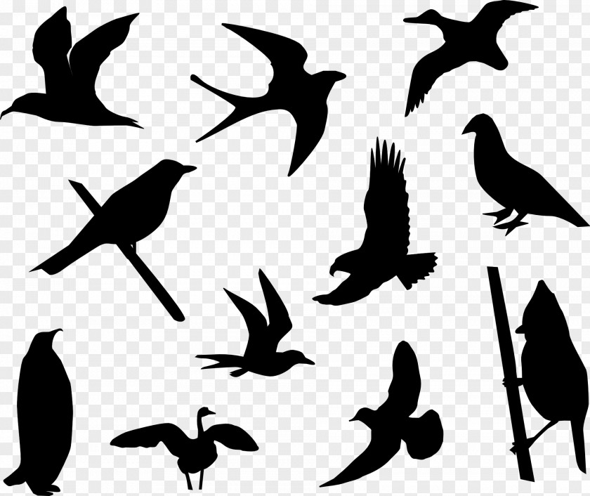 Dove Vector Bird Clip Art Graphics Openclipart PNG