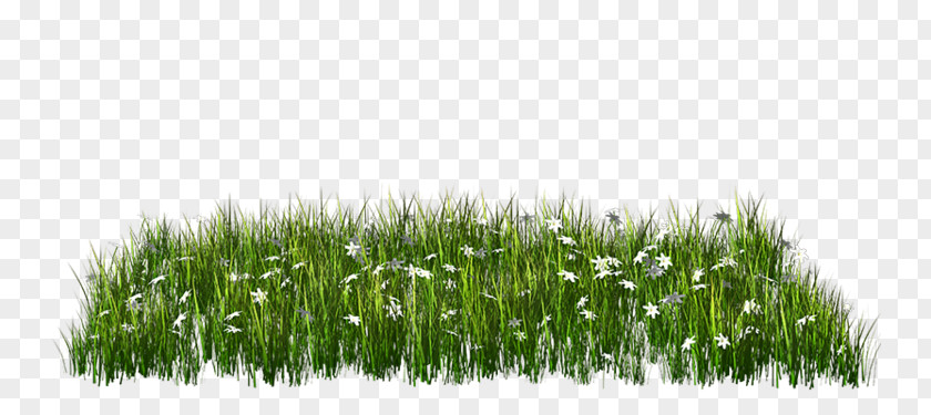 Grass Clip Art Image Lawn Download PNG