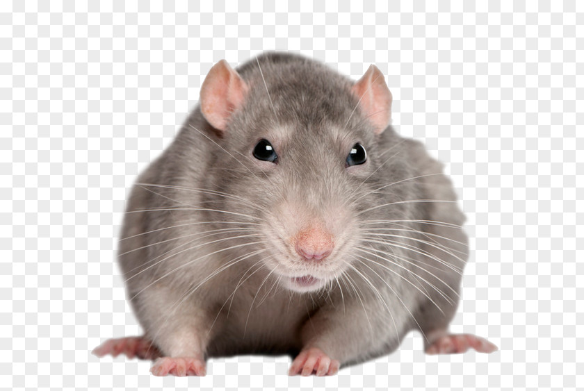 Rat Brown Black Rodent Polynesian Mouse PNG