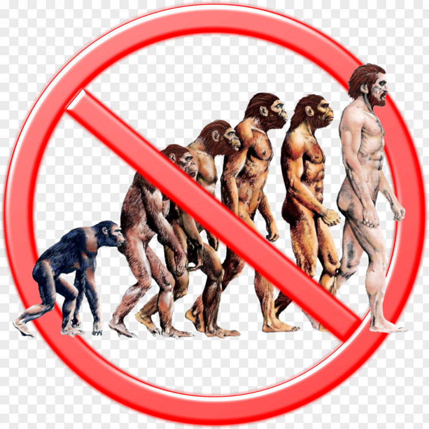 Science Human Evolution Great Apes PNG