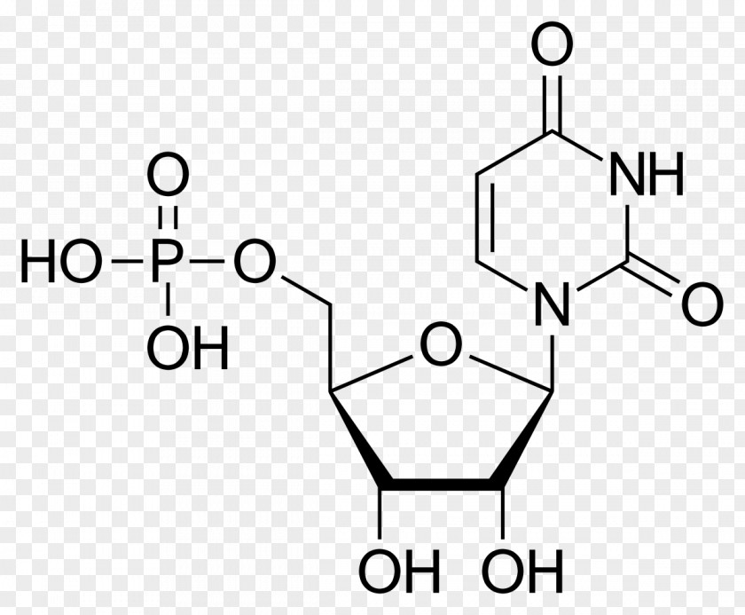Uridine Monophosphate Diphosphate Adenosine Uracil PNG