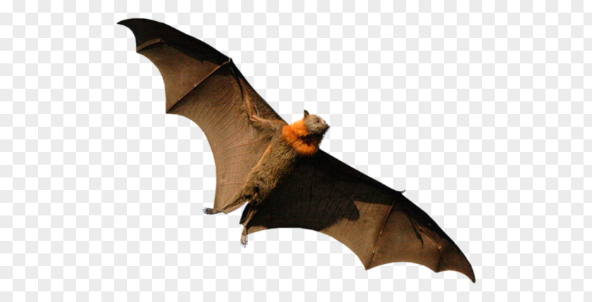 Bat Megabat Lemuroidea Madagascar Madagascan Flying Fox PNG