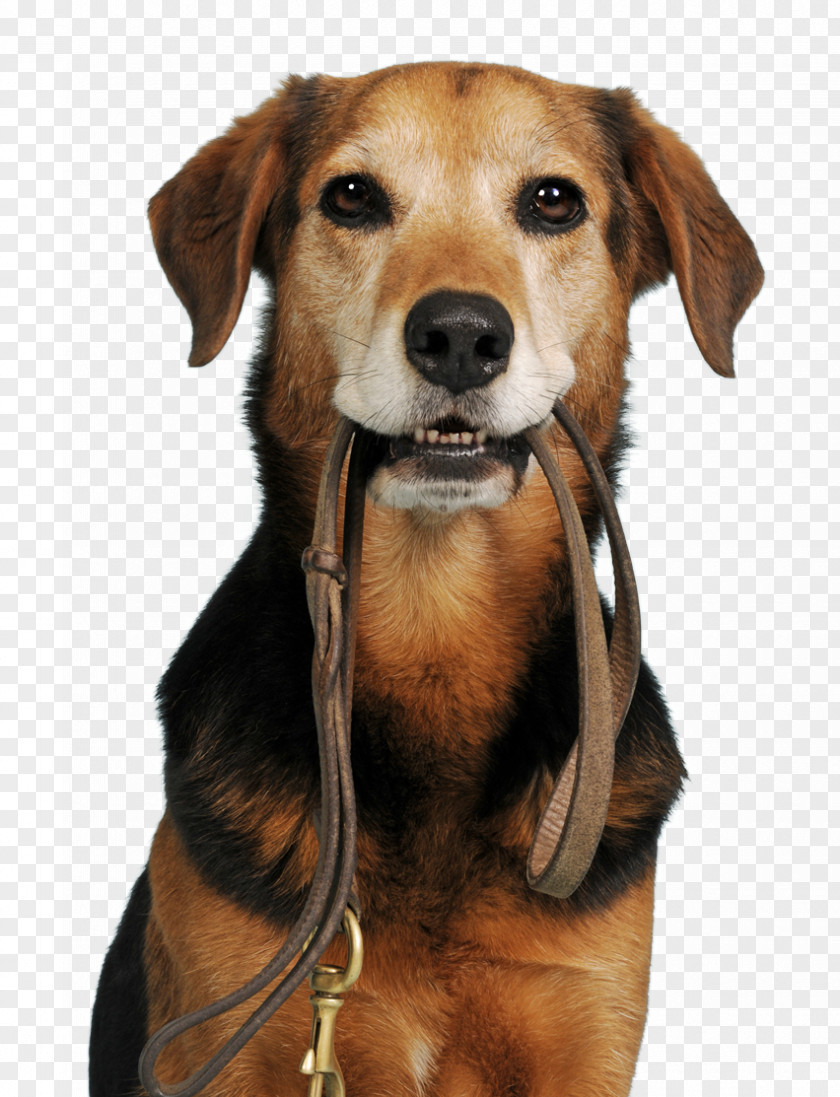 Dog Behavior Rescue Animal Shelter Mongrel PNG