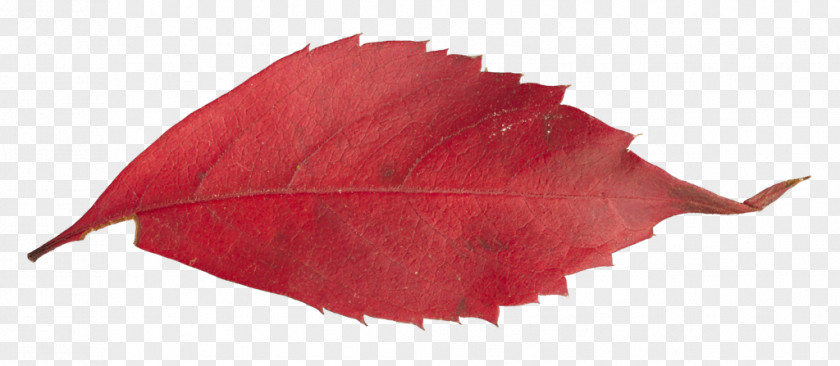 Leaf Texture Petal PNG