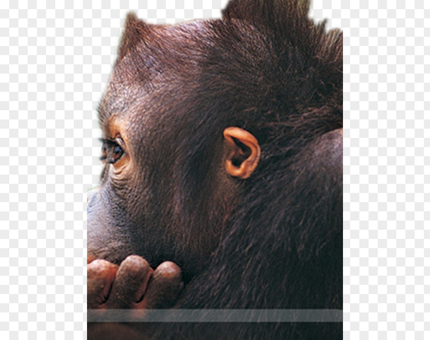 Lovely Big Eyes Little Orangutan Gorilla Monkey High-definition Television Wallpaper PNG