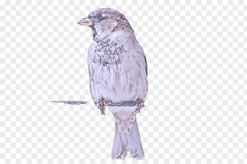 Songbird Sparrow Bird Beak Finch Junco Perching PNG