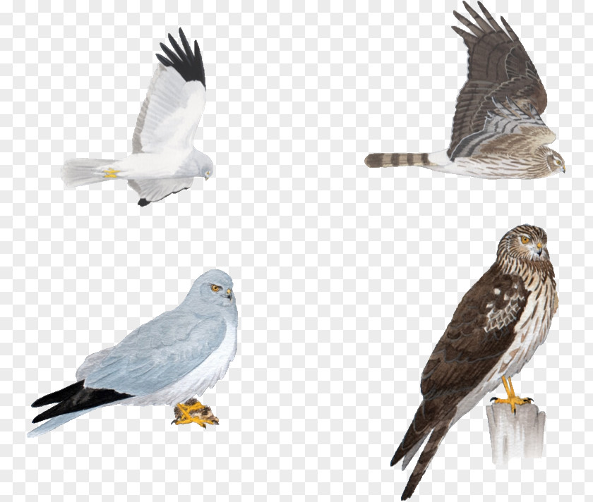 All Kinds Of Pigeons Hawk Circinae Bird Eagle Hen Harrier PNG