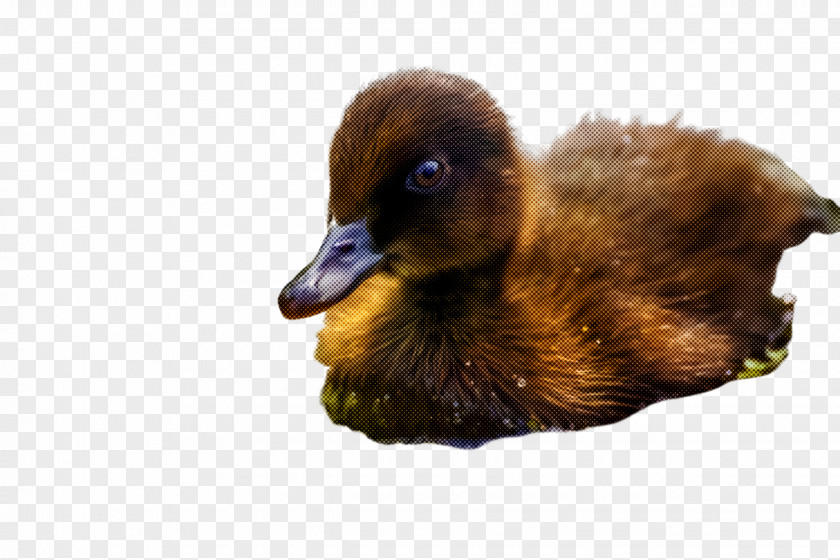 Bird Duck Water Ducks, Geese And Swans Beak PNG