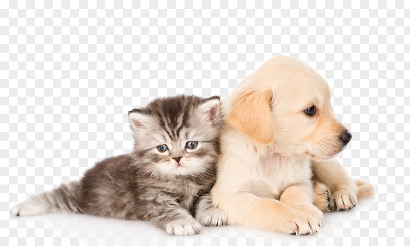 Cats And Dogs PNG