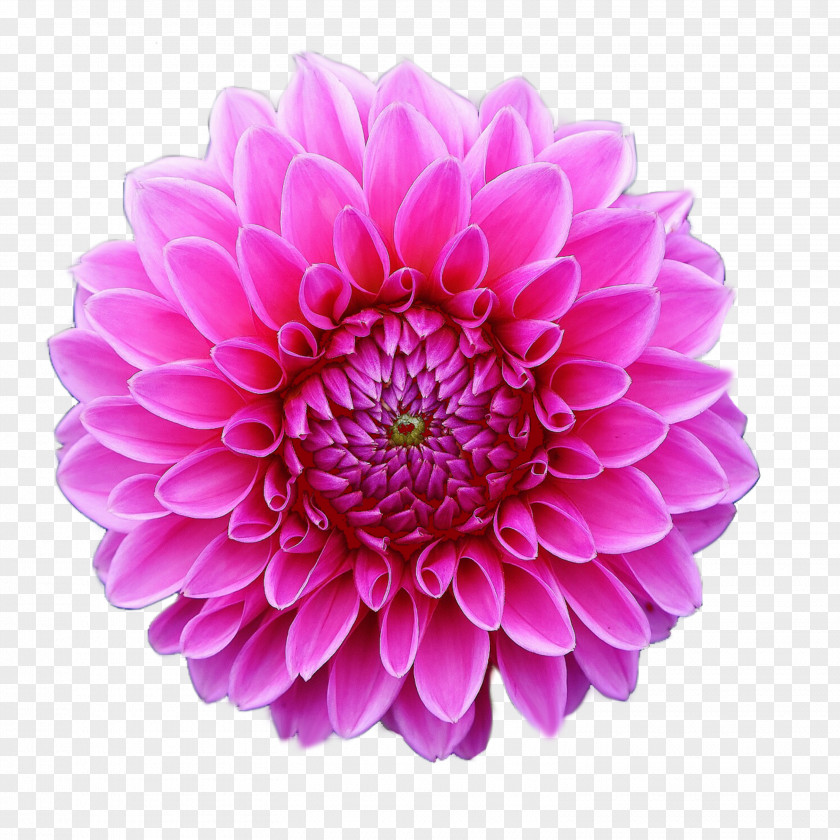 Flower Clip Art Dahlia Common Daisy Desktop Wallpaper PNG
