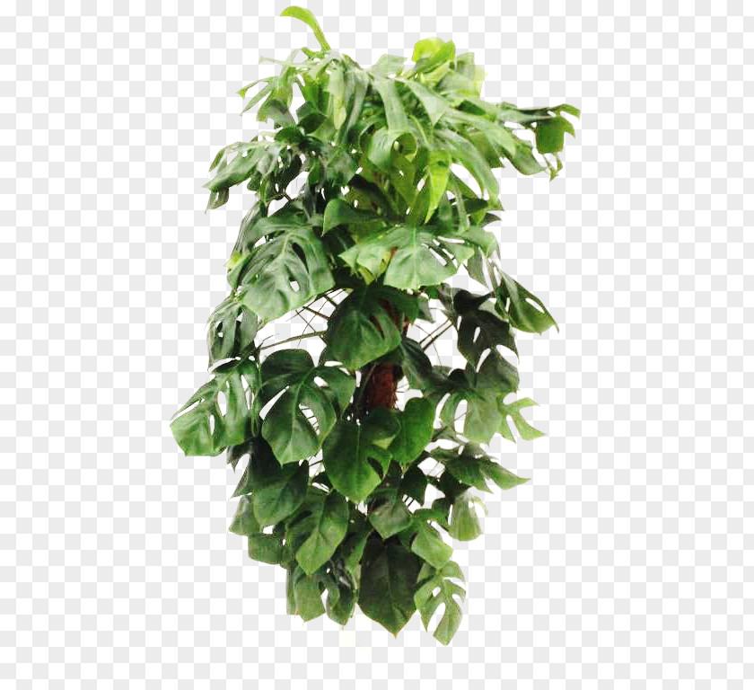 Leaf Flowerpot Houseplant Tree PNG