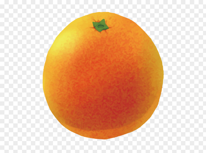 Sketch Cartoon 3d Creative Food Clementine Grapefruit Mandarin Orange Tangerine Tangelo PNG
